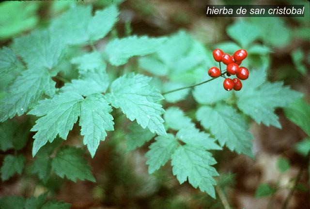 Hierba de San Cristobal1