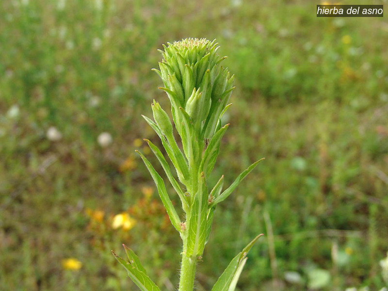 hierba del asno oenothera biennis middelste teunisbloem 03701