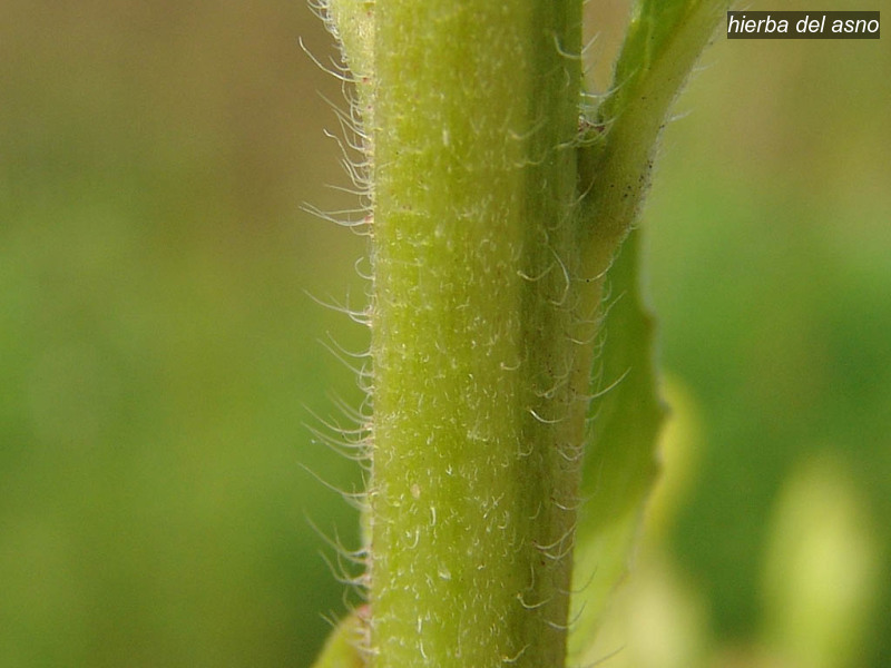 hierba del asno oenothera biennis middelste teunisbloem 03707