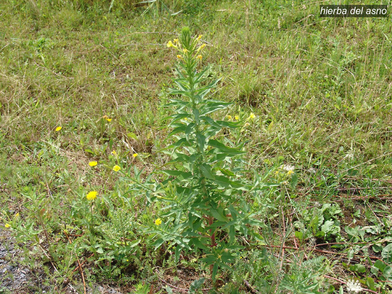 hierba del asno oenothera biennis middelste teunisbloem 08890