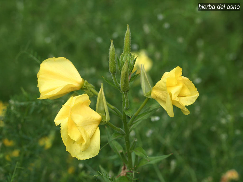 hierba del asno oenothera biennis middelste teunisbloem 3668