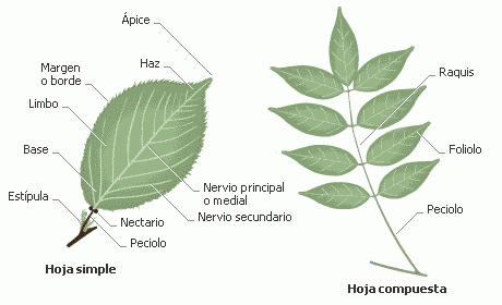 identificacion de plantas1