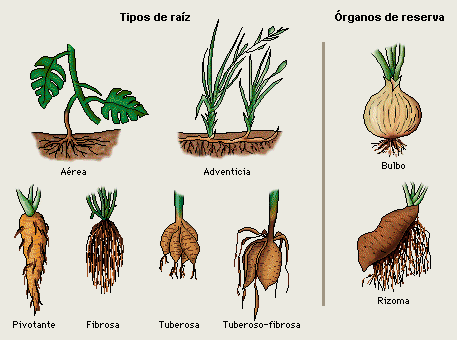 identificacion de plantas2