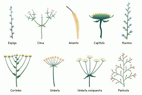 identificacion de plantas3
