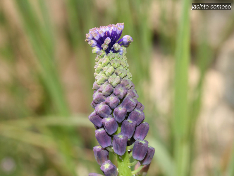 jacinto comoso muscari comosum 1525