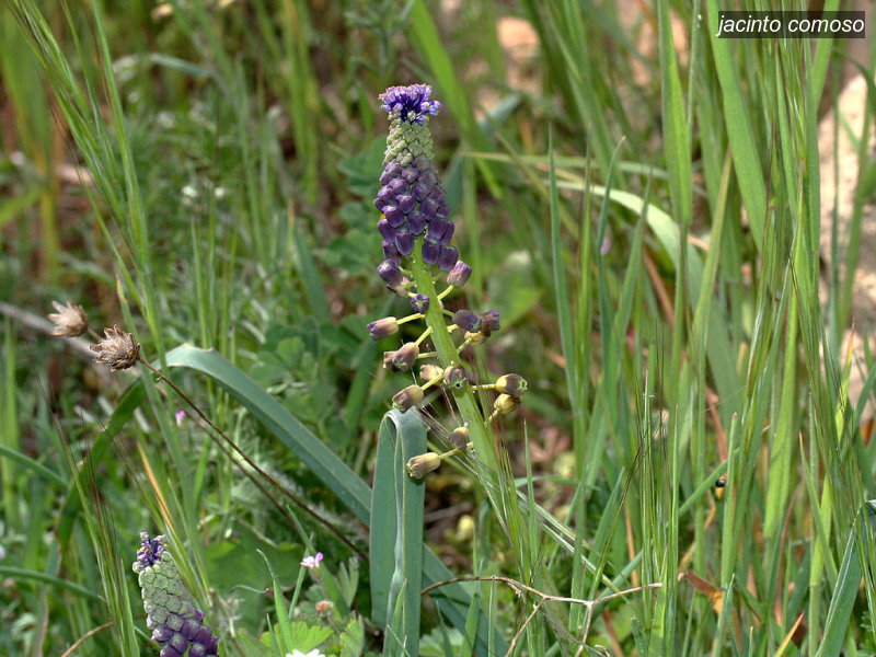 jacinto comoso muscari comosum kuifhyacint 1521