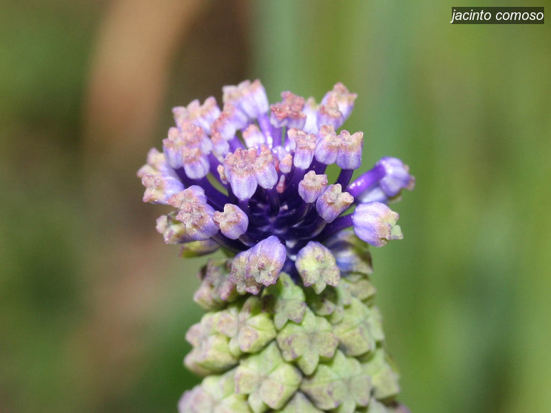 jacinto comoso muscari comosum kuifhyacint 1524