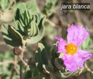 jara blanca0