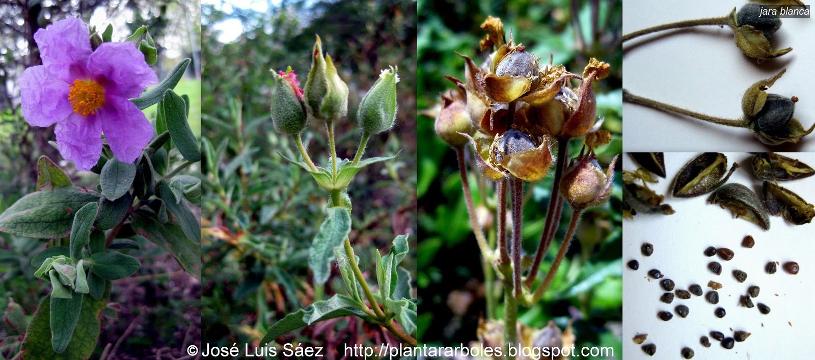jara blanca cistus albidus