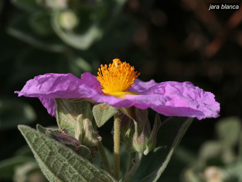 jara blanca cistus albidus 6348