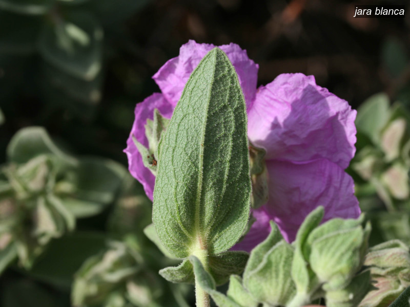 jara blanca cistus albidus 6350