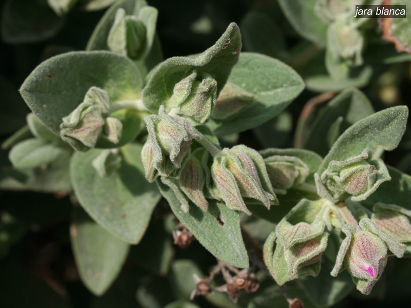 jara blanca cistus albidus 6353