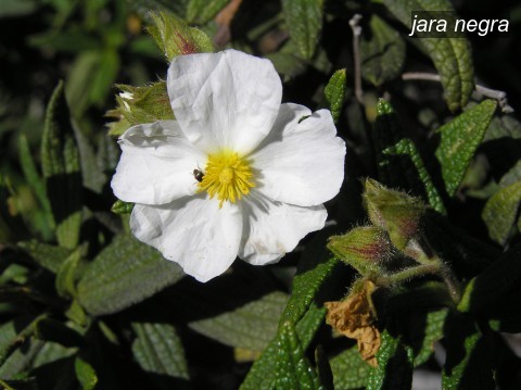 jara negra0