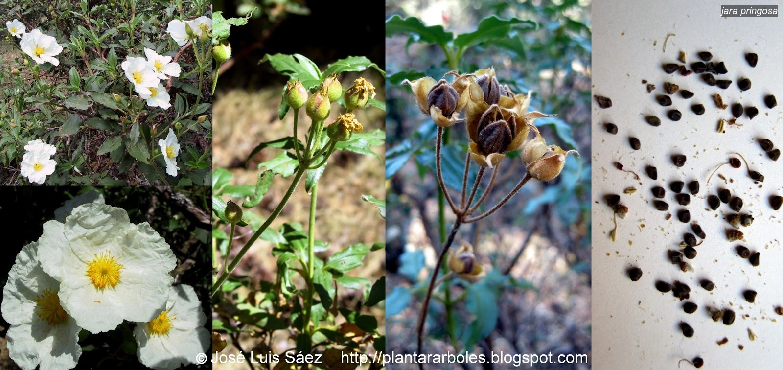 Jara Pringosa Cistus ladanifer