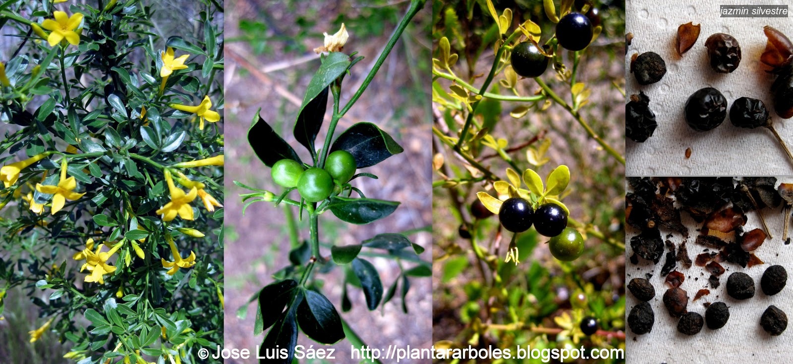 Jazmin Silvestre Jasminum fruticans
