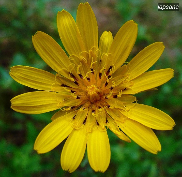 lapsana1