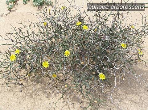 launaea arborescens0 launaea arborescens0