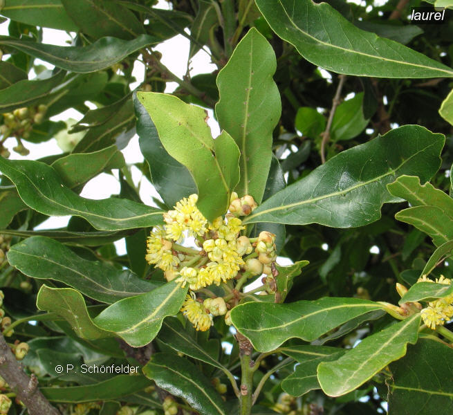 laurel azorica0 laurel azorica0