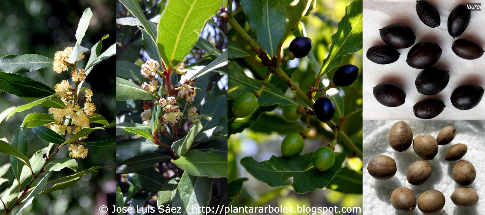 Laurel Laurus nobilis Laurel Laurus nobilis