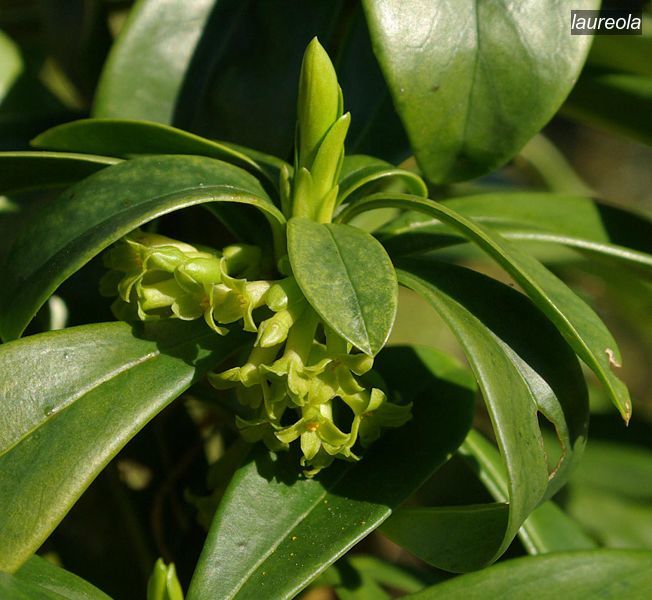laureola0 laureola0