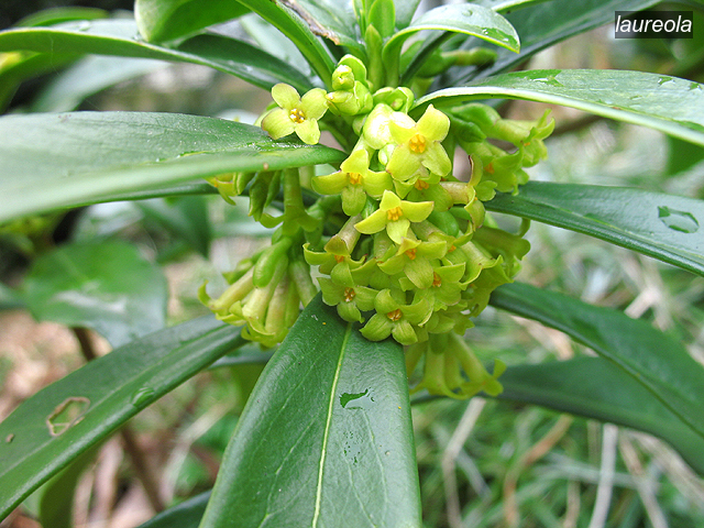 laureola2 laureola2