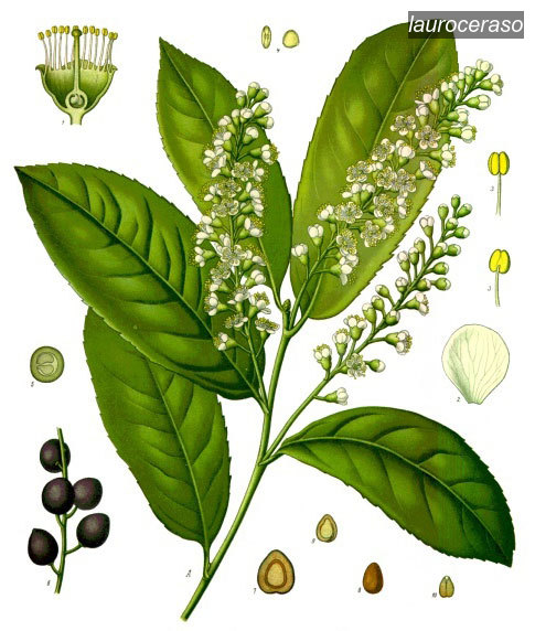lauroceraso0