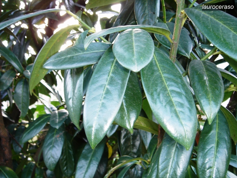 lauroceraso2