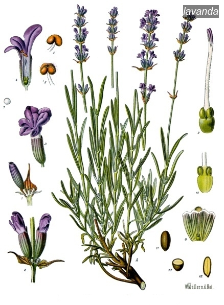 lavanda0 lavanda0