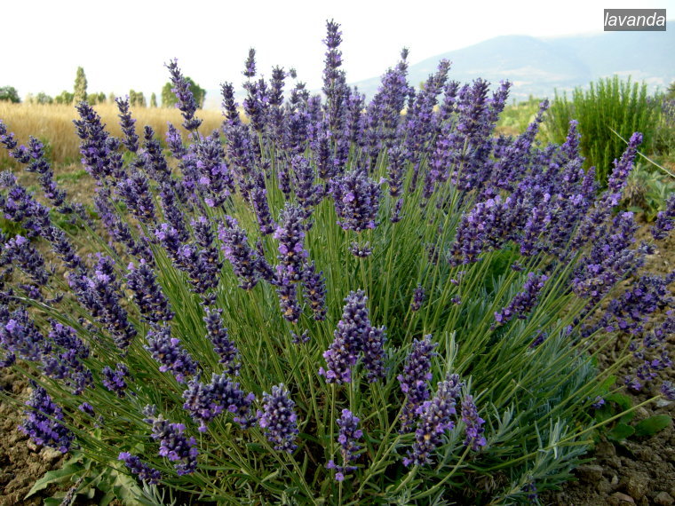 lavanda1 lavanda1