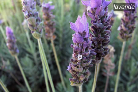 lavanda2 lavanda2