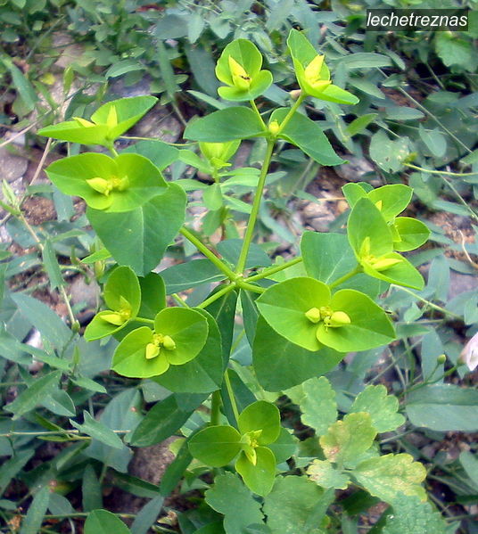 lechetreznas euphorbia amygdaloides lechetreznas euphorbia amygdaloides