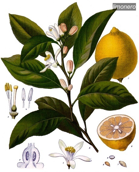 limonero0 limonero0