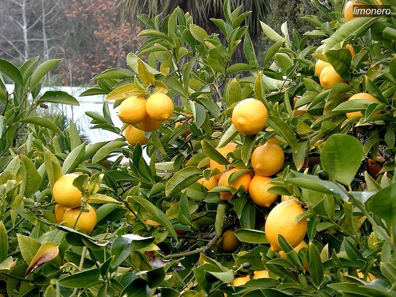 limonero1 limonero1
