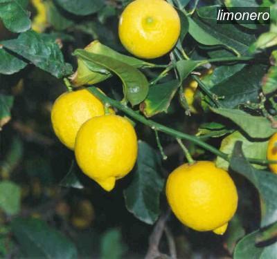 limonero9 limonero9
