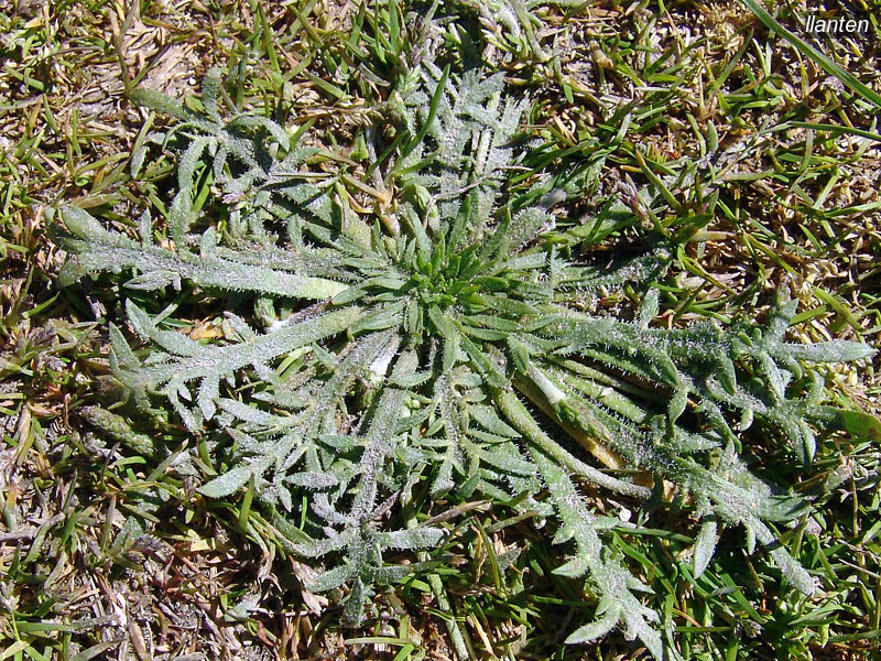 llanten plantago coronopus1