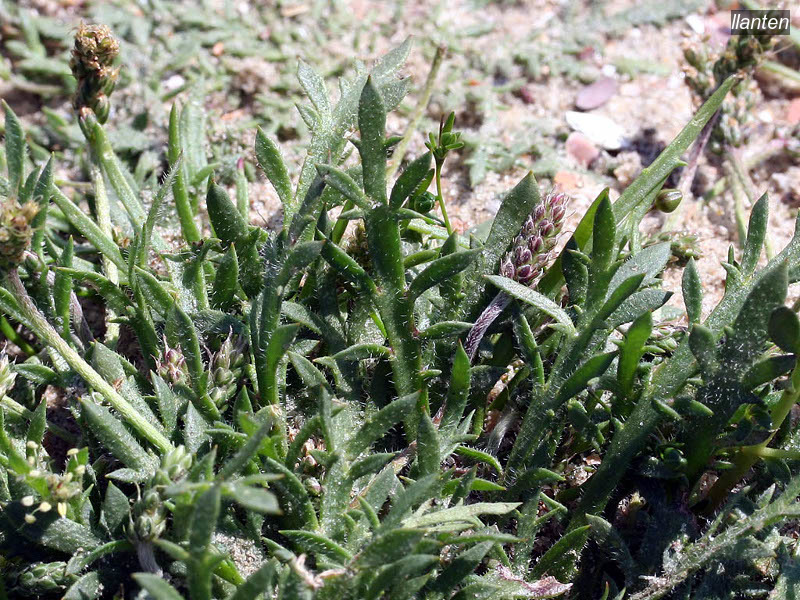 llanten plantago coronopus10