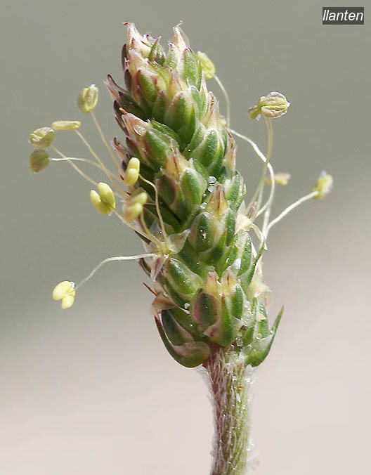 llanten plantago coronopus9