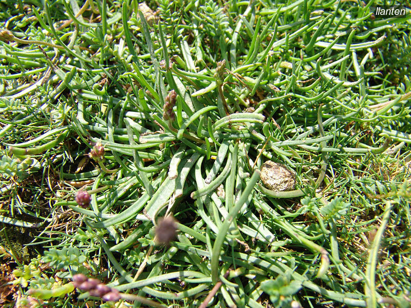 llanten plantago maritima1 llanten plantago maritima1
