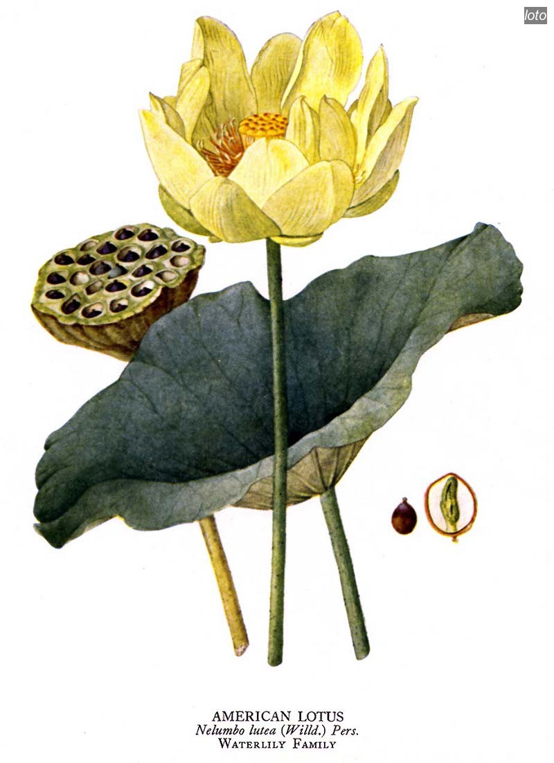 loto lutea0