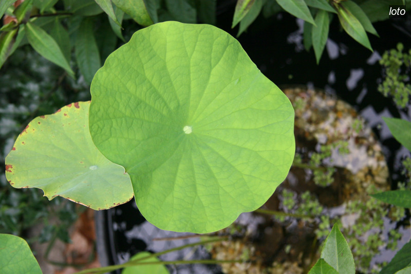 loto lutea1