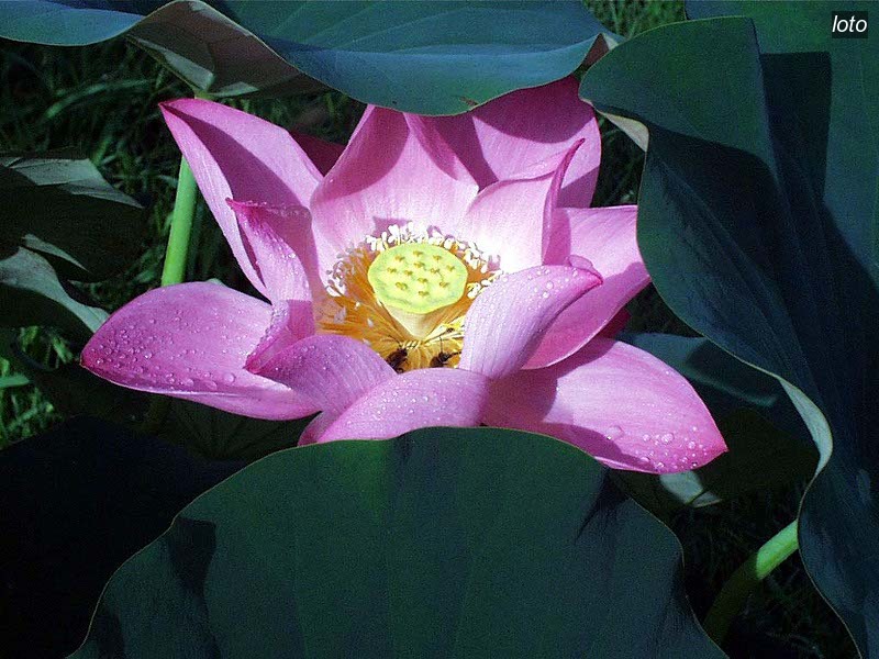 loto nucifera0
