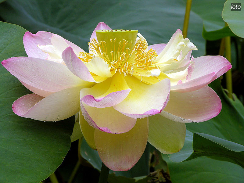 loto nucifera1