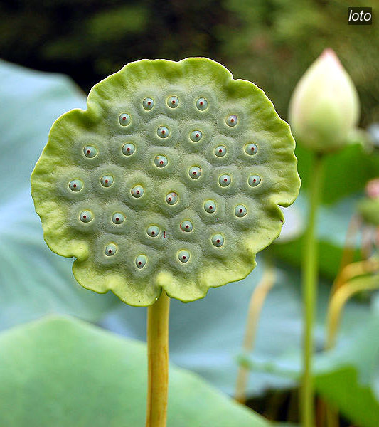 loto nucifera2