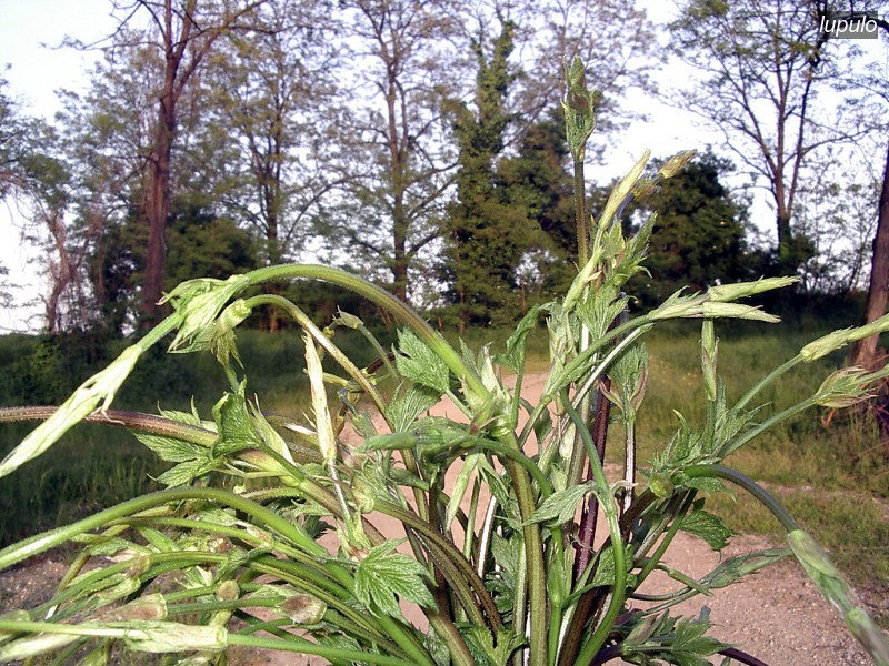 lupulo3 lupulo3