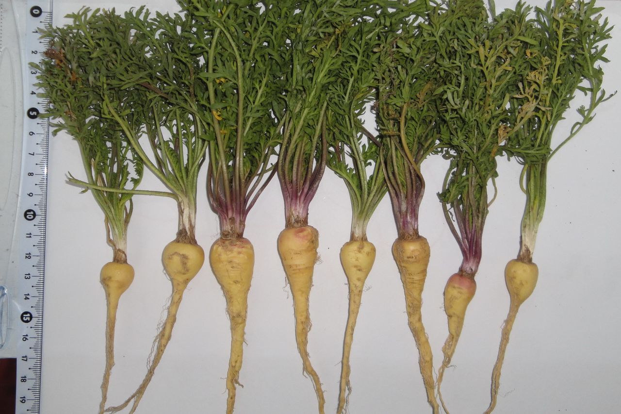 maca 03