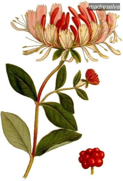 madreselva1