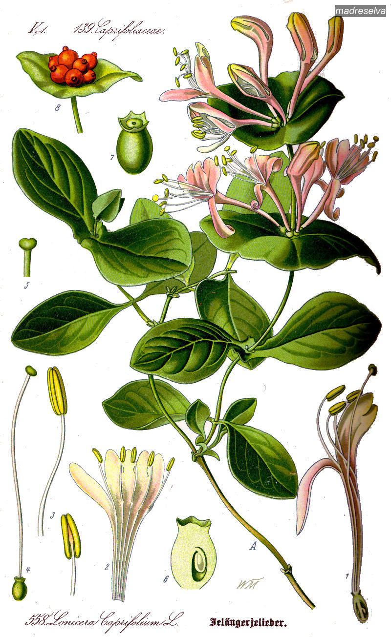 madreselva3