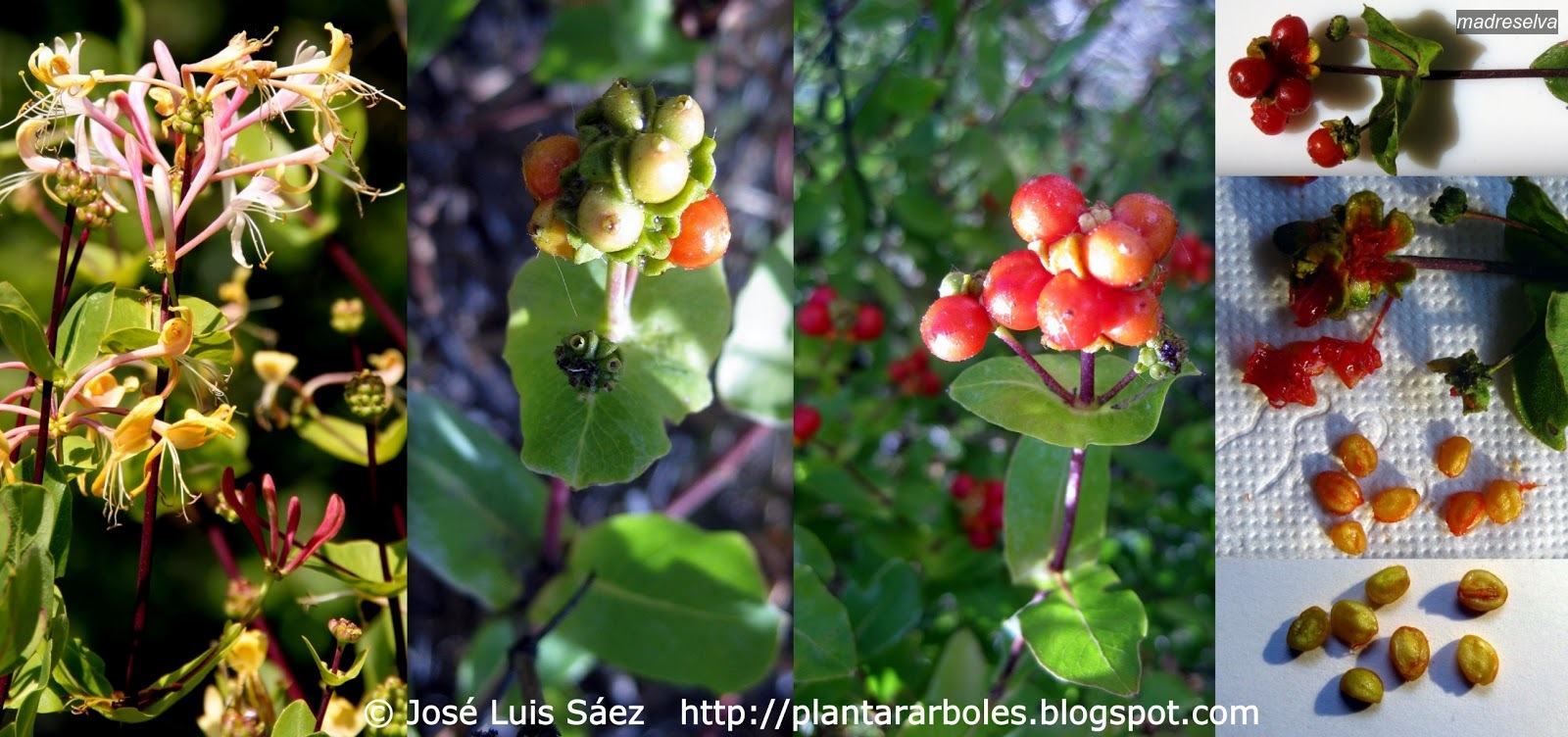 madreselva lonicera etrusca