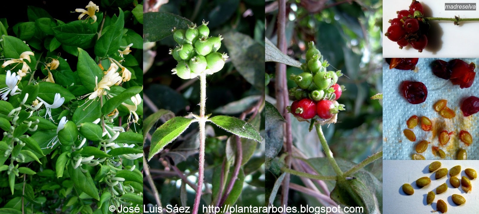 madreselva lonicera periclymenum