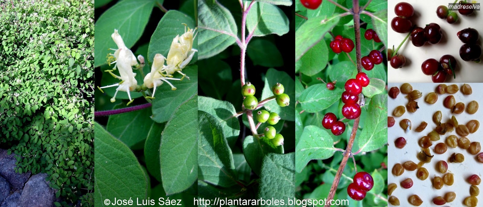 madreselva lonicera xylosteum